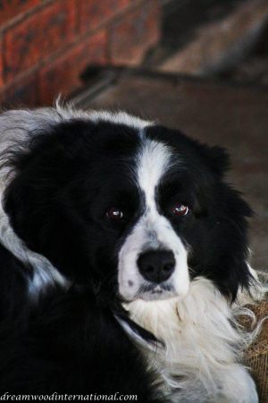 20120820-dreamwood-conor