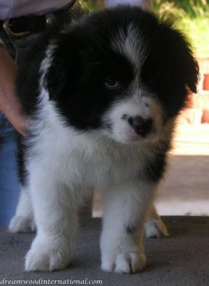 Deaglan_7weeks_front