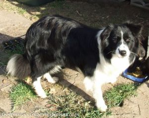 Diesel_