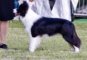dreamwood_taracastle_stand_17mth