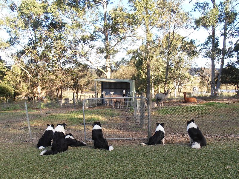 working-dogs