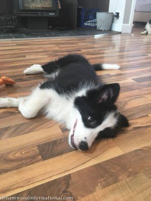 2017-12-13_hallie-cindy-2