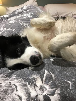 2019-06-29_hallie_in_bed