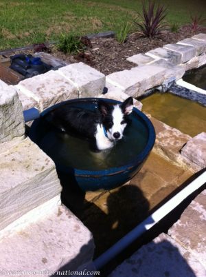 20120330-pool