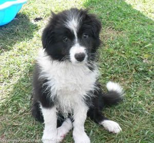 Seamus_wet_puppy