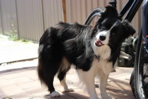 20150206-head_tilt