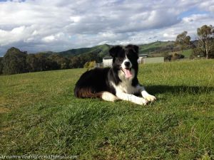 20130830-on-the-farm-2