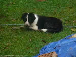 2008-02-02-sinead-millie