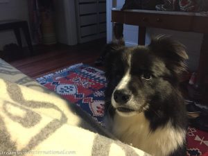 IMG_0361