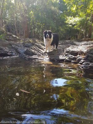 Paddy