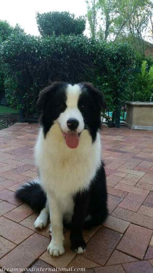Loki