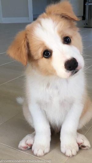 Ranger