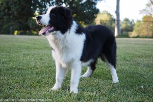 Branduff