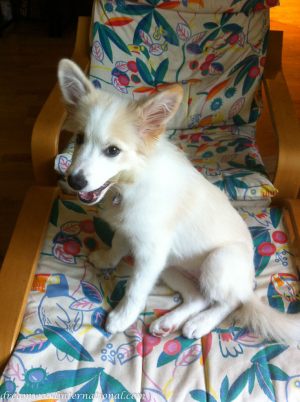 20120318-snowy-with-chew-stick