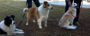 20140810-snowy-visits-her-relatives-1