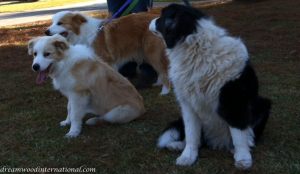 20140810-snowy-visits-her-relatives-3