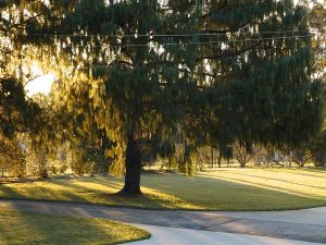 dreamwood_estate_winter_morning