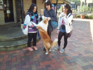 japanese-farmstay-03
