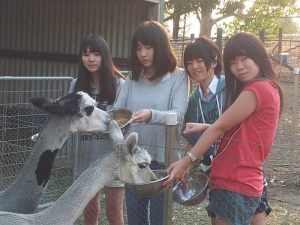 japanese-farmstay-11