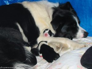 Puppies_001