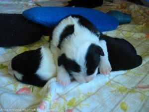 Puppies_005