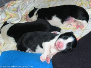 Puppies_010