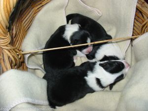 Puppies_014