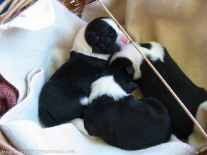 Puppies_019