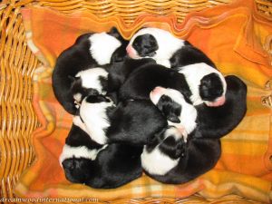 Puppies_2007_Week_2_002