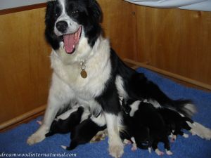 Puppies_2007_Week_2_005
