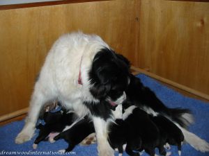 Puppies_2007_Week_2_006