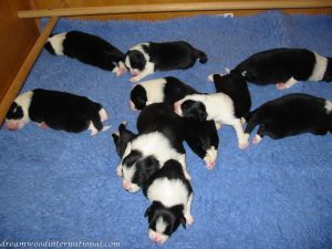 Puppies_2007_Week_2_008