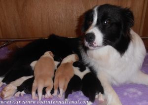 puppies-week1-01