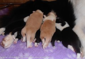 puppies-week1-02