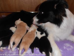 puppies-week1-03