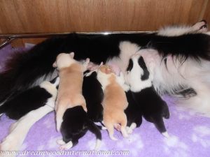 puppies-week1-04