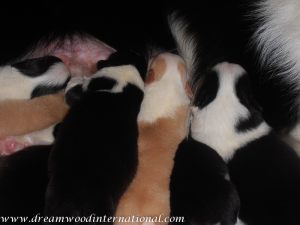 puppies-week1-05