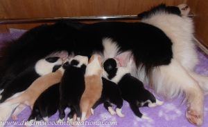 puppies-week1-06