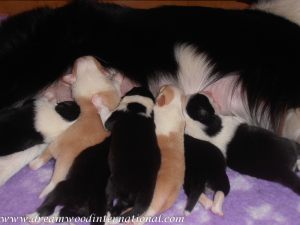 puppies-week1-07