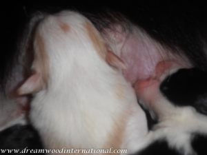 puppies-week1-09