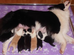 puppies-week1-10