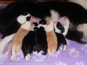 puppies-week1-11