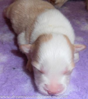 puppies-week1-12