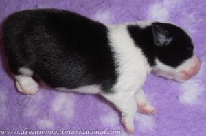 puppies-week1-13