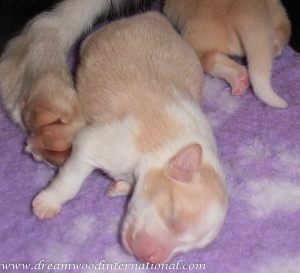 puppies-week1-14