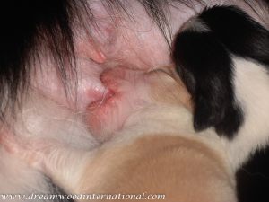puppies-week1-15
