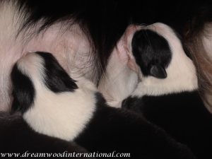 puppies-week1-16