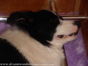 puppies-week1-17