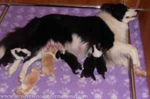 puppies-week1-18