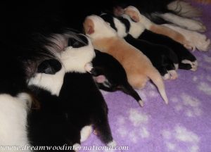 puppies-week1-19